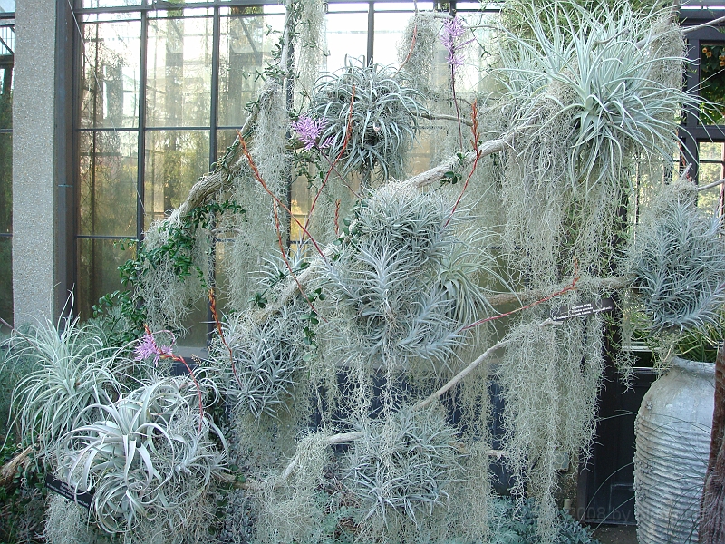 409 Longwood Gardens [2008 August 23].JPG - Longwood Gardens in Pennsylvania